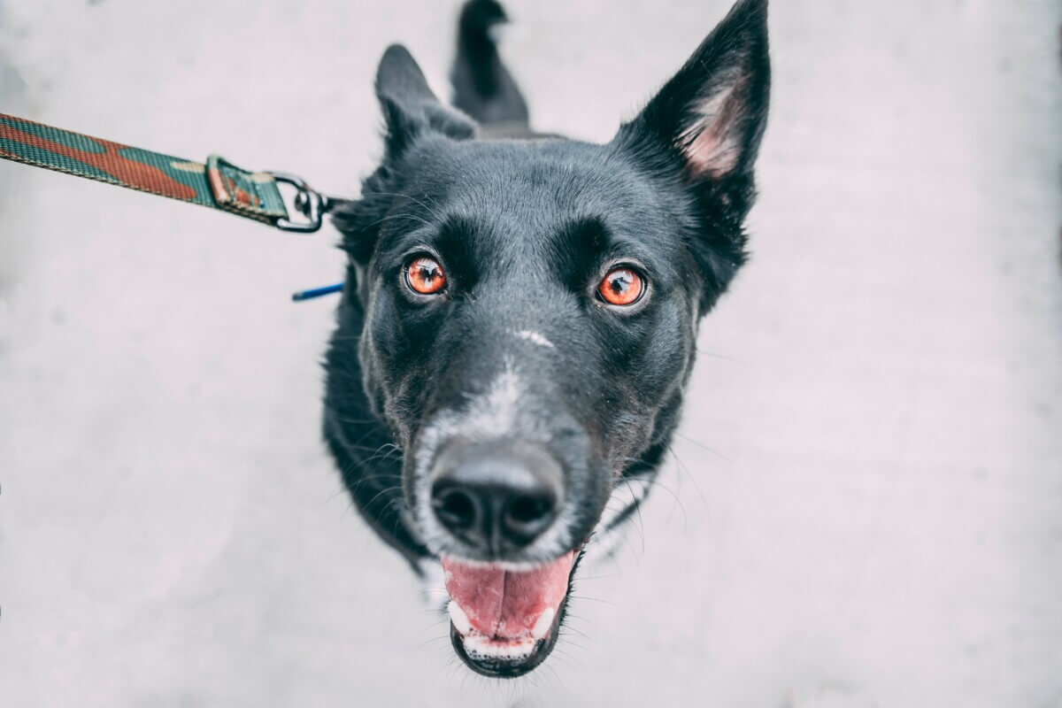 Dog looking up at owner