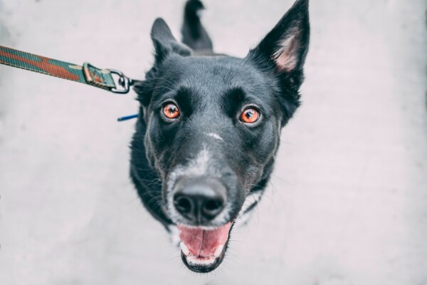 Dog looking up at owner