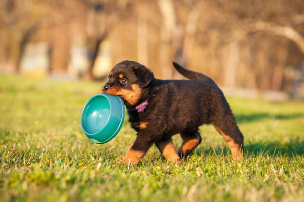 Rottweiler puppy holding a dog food bowl in his mouth