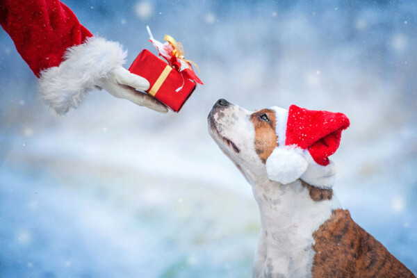 Santa giving dog a gift for the holidays