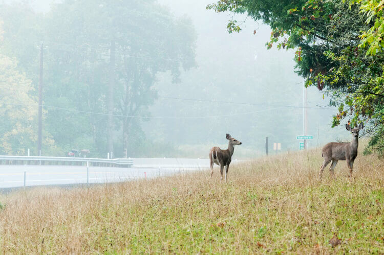 Deer Oregon