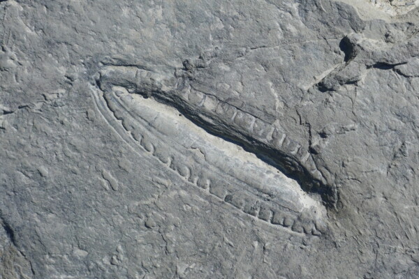 The Kimberella fossil.