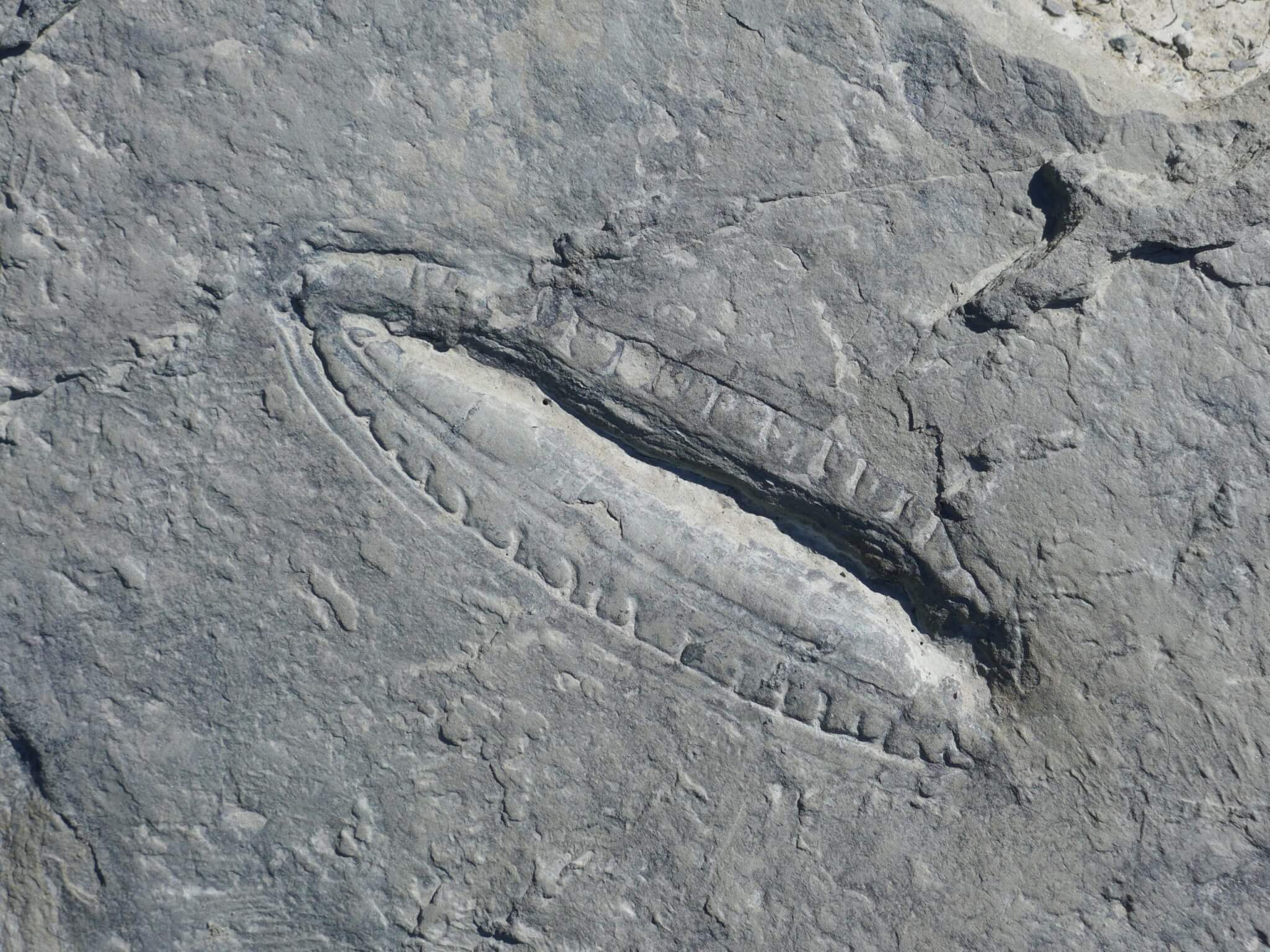 The Kimberella fossil.
