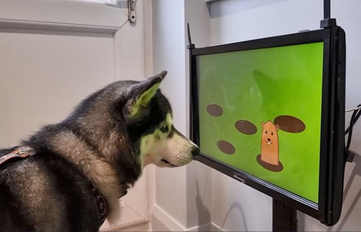 Joipaw Dog Health Tracker