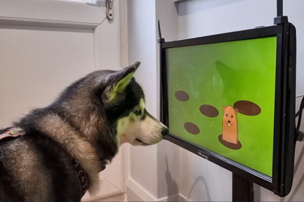 Dog using Joipaw health tracker