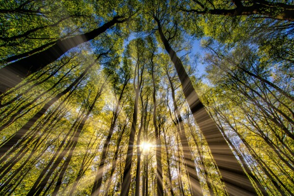 Sunlight shining through forest trees in a beautiful view of nature.