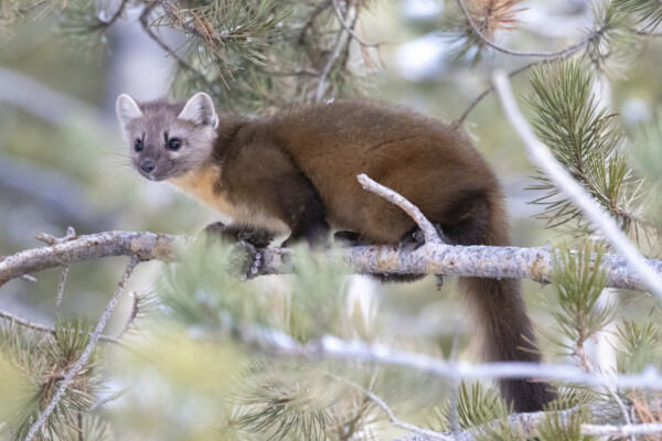 Wild marten in tree