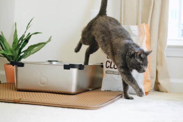Cat stepping out of litter box, cat litter