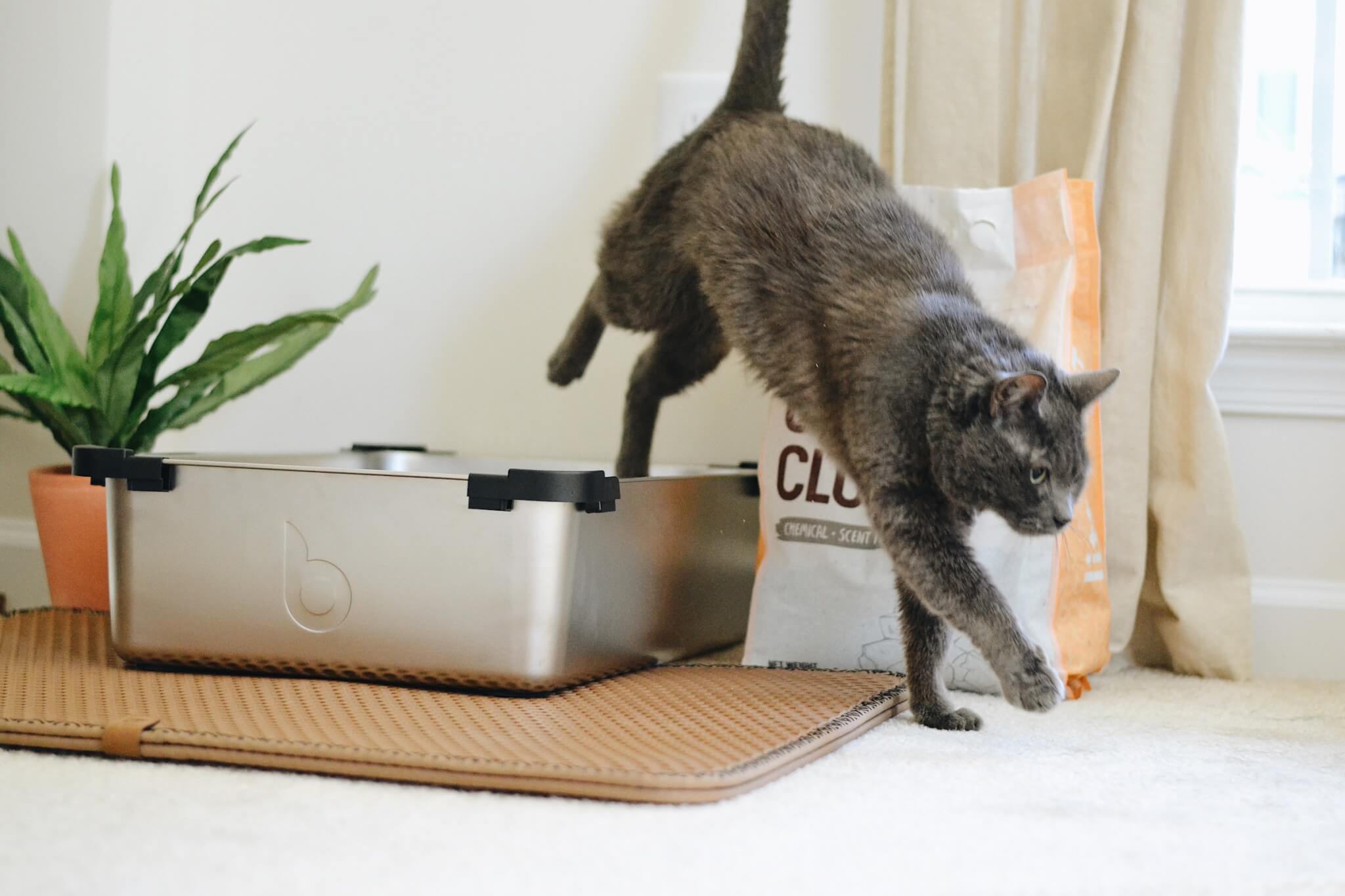 Cat stepping out of litter box, cat litter