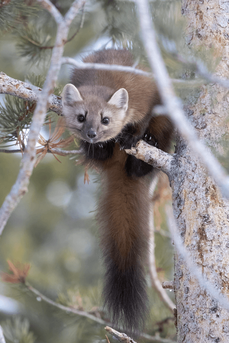 marten