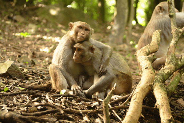 monkeys social