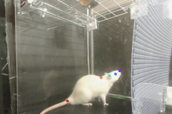 mouse dancing