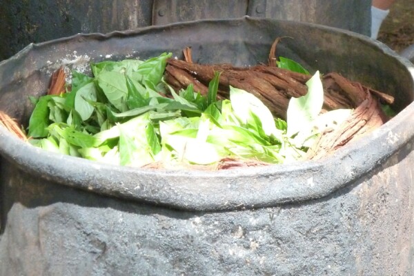 Preparation of ayahuasca