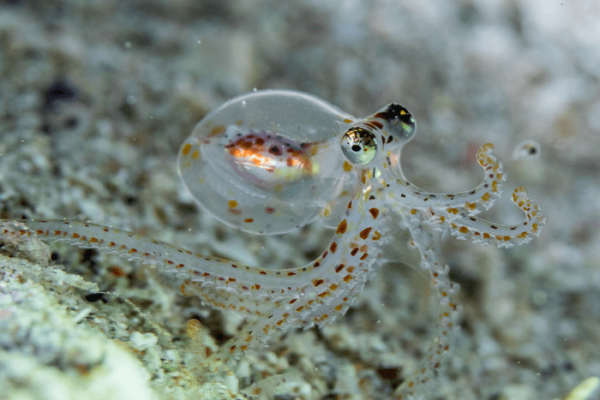 octopus