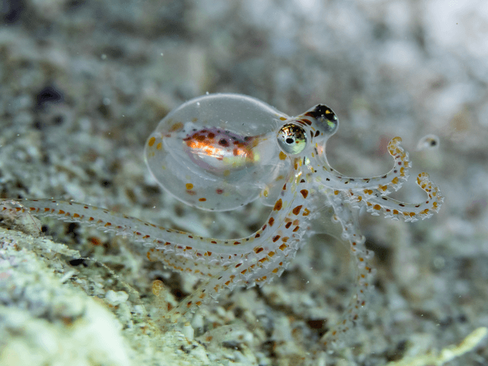 octopus
