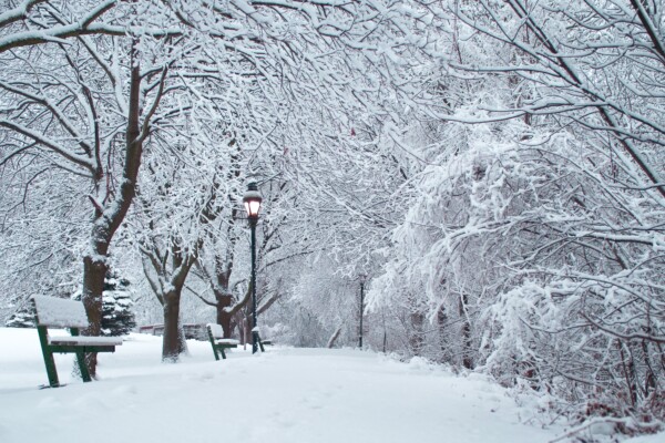 Snow covered trees and park bench