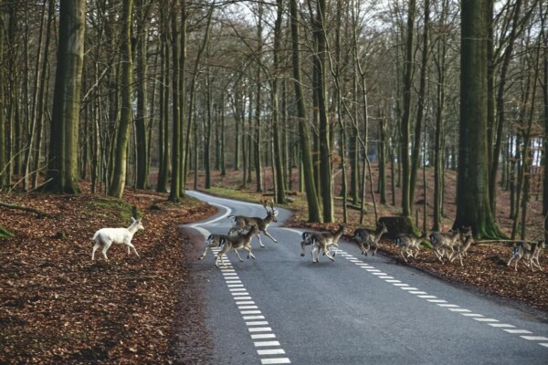 deer crossing