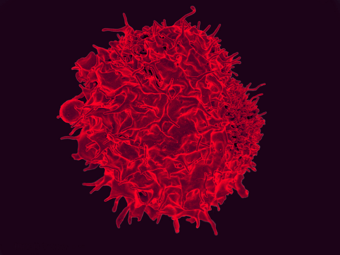 t cell