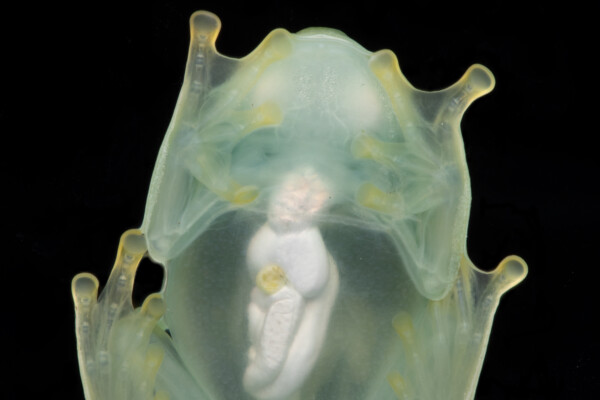A male glassfrog photographed in ventral view