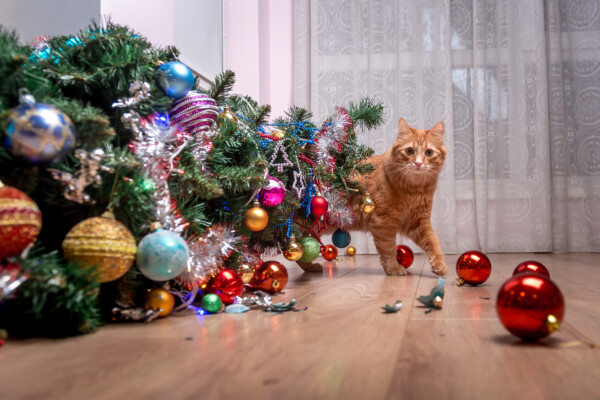 Christmas tree falls over from naughty pet cat