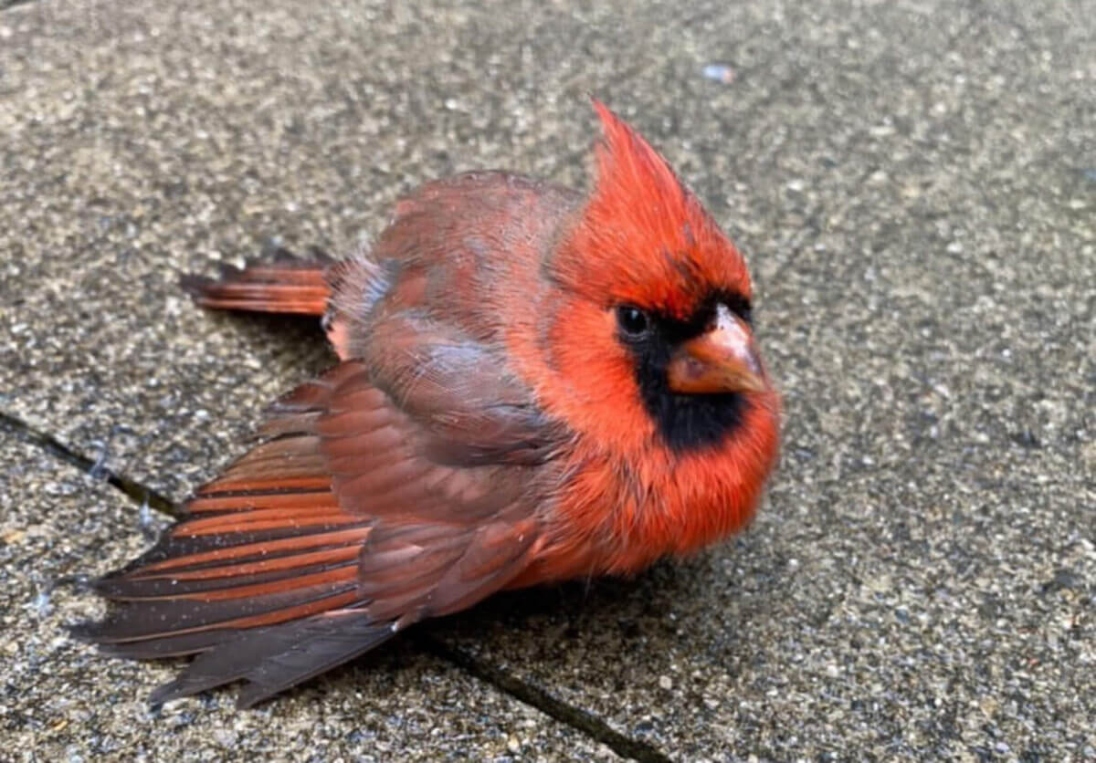 Birds may be injured after flying towards a feeder and crashing into windows