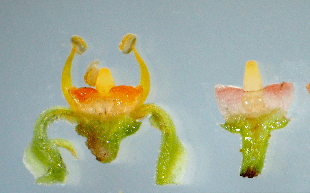 Causonis japonica