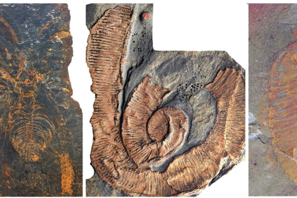 Fossils from the Fezouata Shale