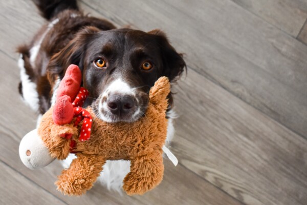 Dog holding a stuffed animal toy in its mouth.