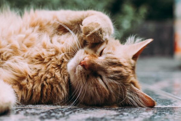 Adorable cat lying on the floor