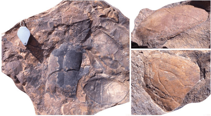 Giant shrimp ruled the seas 470 million years ago