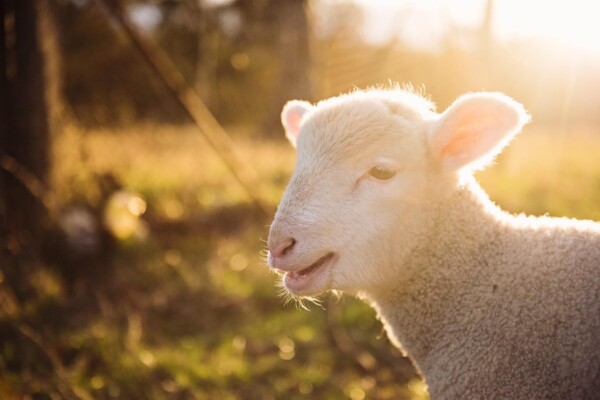 What makes farm animals like sheep less loved by humans?