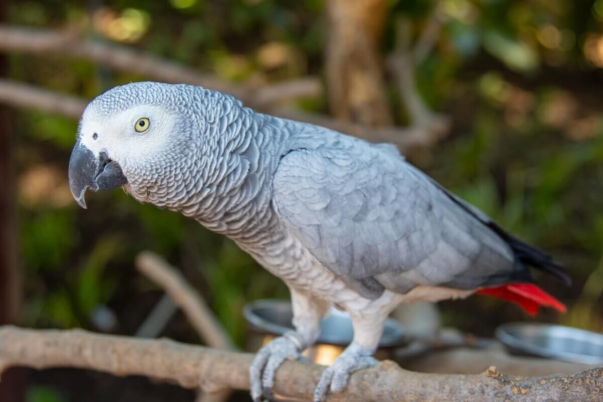 grey parrot