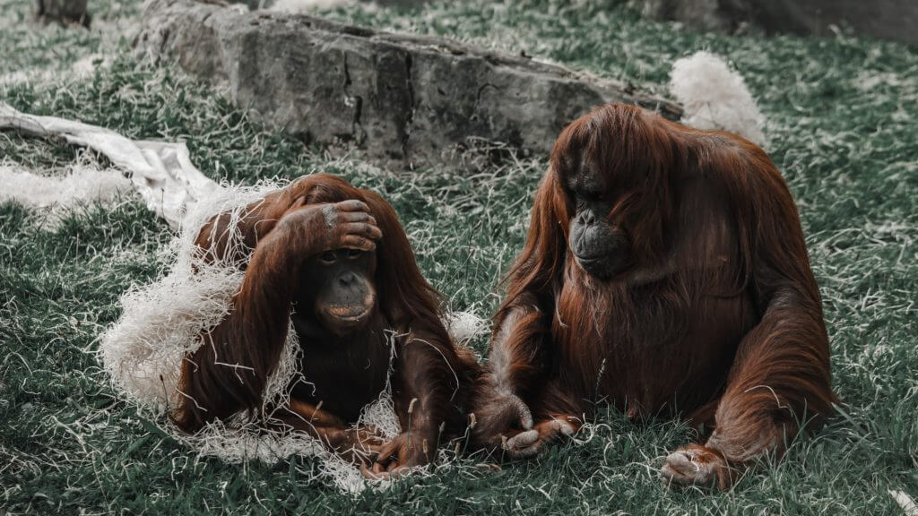 Orangutan communication sheds light on human speech origins