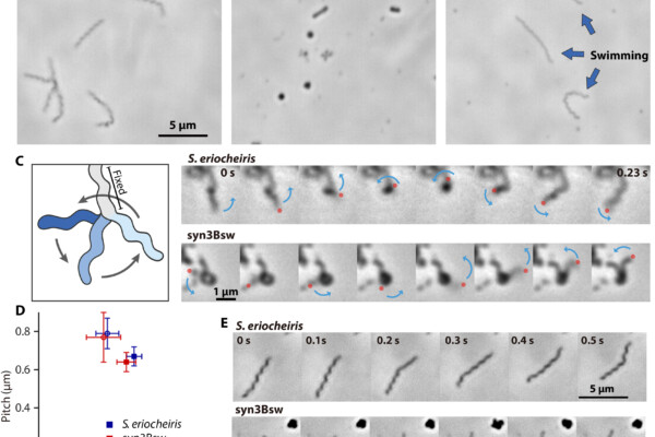 Smallest mobile lifeform