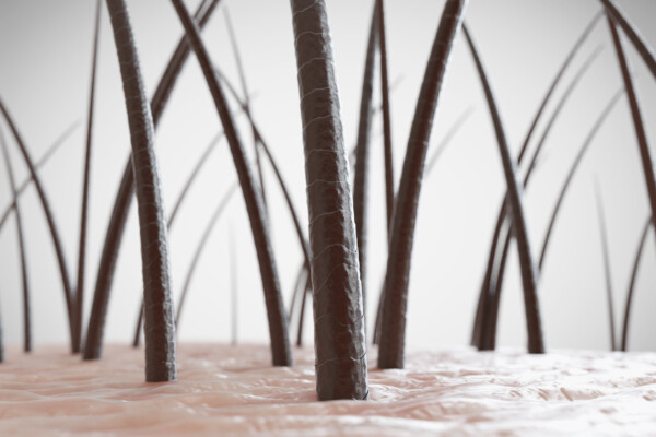 3d rendered illustration of healthy human hair follicles