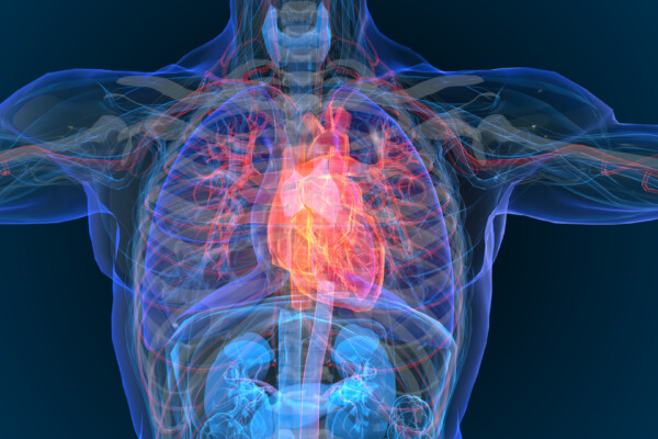 Illustration of heart inside human body