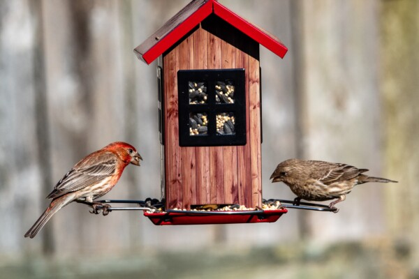 Birds eating from a house-shaped bird feeder
