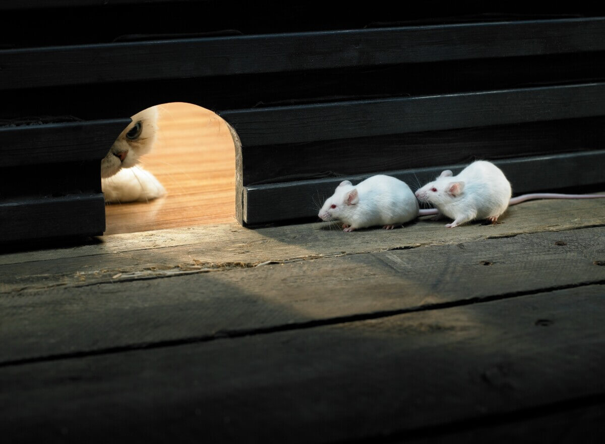 Cat watching two mice through a mouse hole