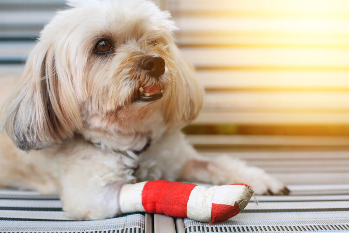 Injured dog with cast on its broken leg