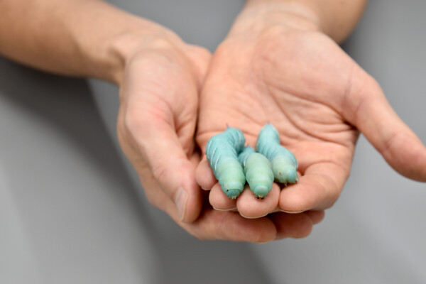 Tobacco hornworm caterpillars in a researcher's hands