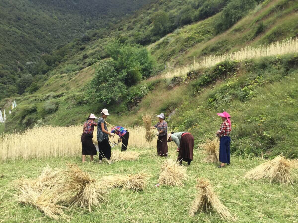 Women working in field in China
