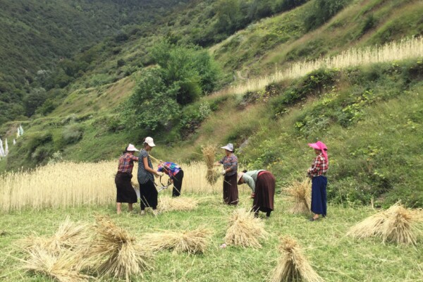 Women working in the field in rural China close to Tibetan border.