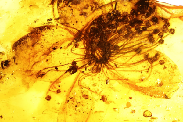 Closeup of a flower trapped in amber.