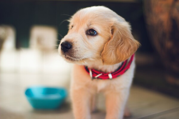 a yellow lab puppy with a red collar