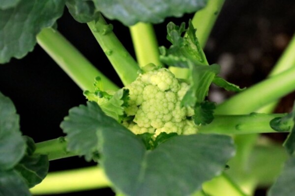 Closeup image of a head of broccoli growing in warm weather.