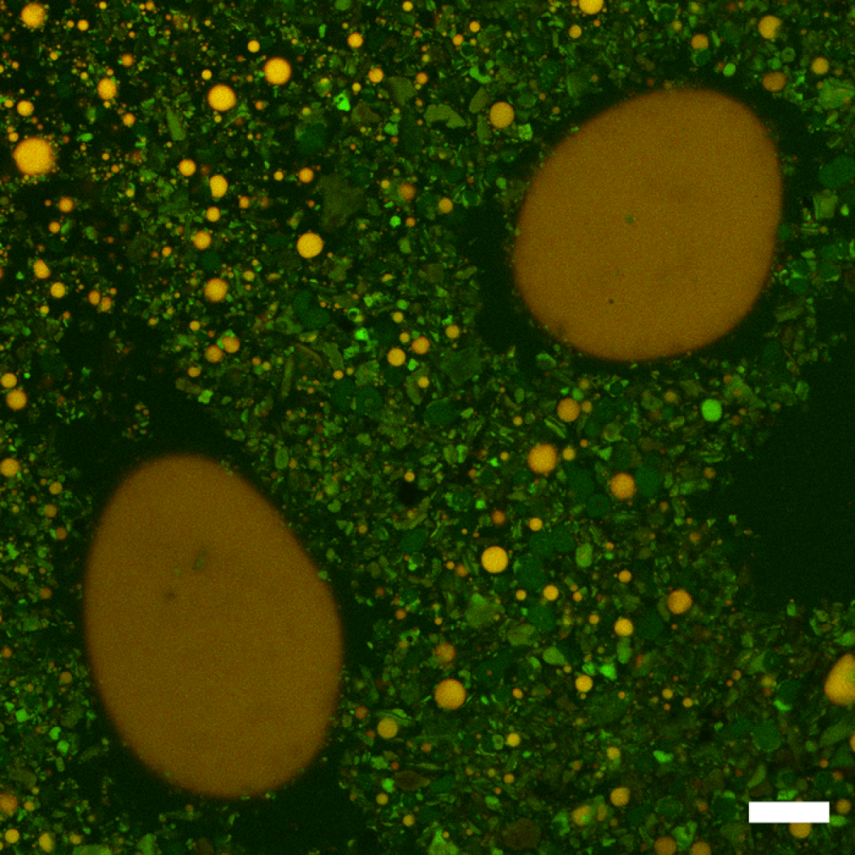 Microscopic image of molten chocolate mixed with saliva.