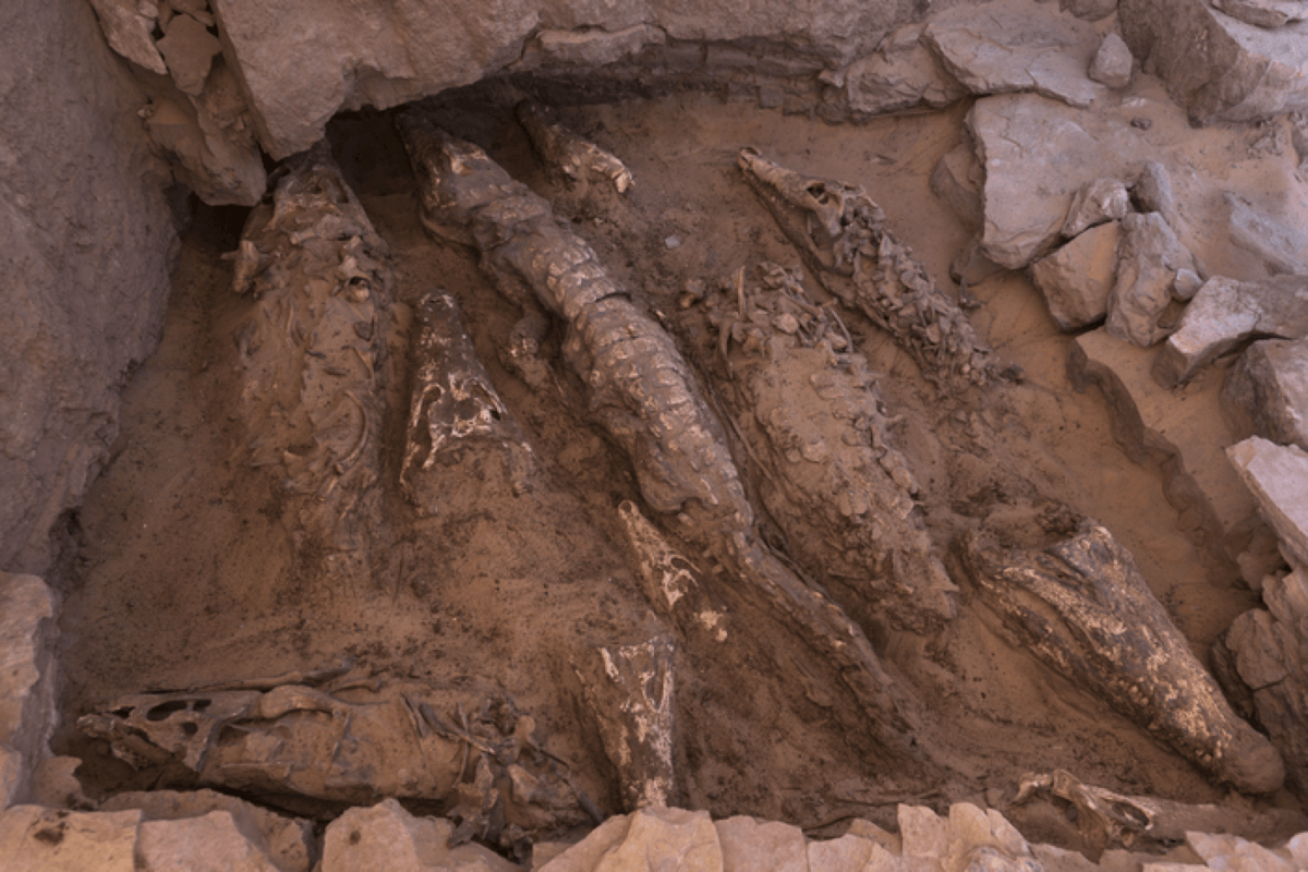 crocodiles