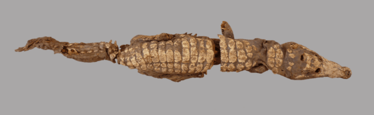 An overhead view of a fossilized crocodile