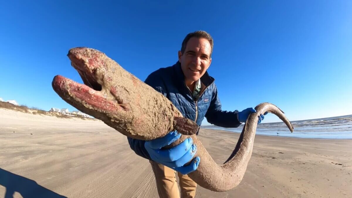 giant eel