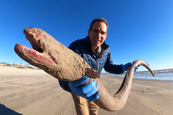 Man holds a giant eel on a beach